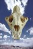 Lion Skull, AMFV01P06_02B