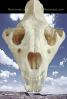Lion Skull, AMFV01P06_03B