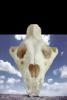 Lion Skull, AMFV01P06_04
