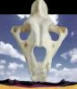 Lion Skull, AMFV01P06_06