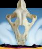 Lion Skull, AMFV01P06_07