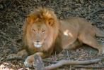 Lion, male, AMFV01P07_02.1712