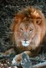 Lion, male, AMFV01P07_02B.1712