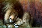 mane, love, loving, lioness, affection, sweet, Lion, male, female, AMFV01P07_08