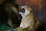 Lion, female, fangs, teeth, roar, roaring, snarl, AMFV01P07_15