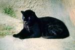 Black Panther, AMFV01P07_19.1712