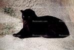 Black Panther, AMFV01P07_19
