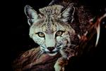 Bobcat, Lynxs, AMFV01P08_01.4100