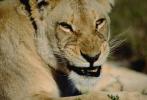 Snarling Lioness, Face, AMFV01P08_02.1712