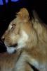 Lion, female, AMFV01P08_13.1712