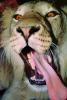 Sanpaper Tongue of a Male Lion