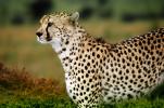 Cheetah, AMFV01P09_18