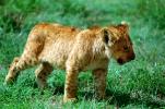 Lion, cub
