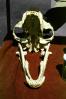 Lion Skull, AMFV01P10_05