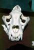 Lion Skull, AMFV01P10_06