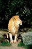 Lion, male, AMFV01P10_13