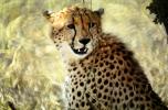 Cheetah, Africa, AMFV01P10_14