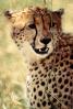 Cheetah, Africa, AMFV01P10_14B