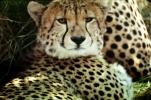Cheetah, Africa, AMFV01P10_15
