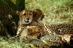 Cheetah, Africa, AMFV01P10_16