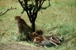 Cheetah, Africa, AMFV01P10_17