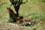 Cheetah, Africa, AMFV01P10_18