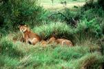 mating Lion, Africa, AMFV01P11_01