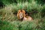 mating Lion, Africa, AMFV01P11_03
