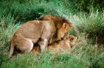 mating Lion, Africa, AMFV01P11_05