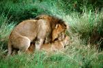 mating Lion, Africa, AMFV01P11_06