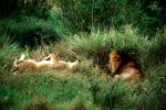mating Lion, Africa, AMFV01P11_07