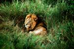 mating Lion, Africa, AMFV01P11_08
