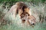 mating Lion, Africa, AMFV01P11_10