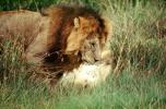 mating Lion, Africa, AMFV01P11_11