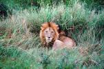 mating Lion, Africa, AMFV01P11_13