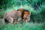 mating Lion, Africa, AMFV01P11_14