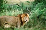mating Lion, Africa, AMFV01P11_15