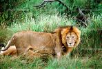 mating Lion, Africa, AMFV01P11_16
