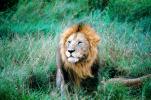 mating Lion, Africa, AMFV01P11_17