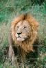 mating Lion, Africa, AMFV01P11_17B
