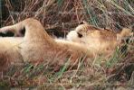 mating Lioness, Africa, AMFV01P11_18B