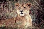 mating Lioness, Africa, AMFV01P11_19