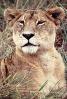 mating Lioness, Africa, AMFV01P11_19B
