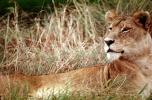 mating Lioness, Africa, AMFV01P12_01