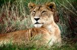 mating Lioness, Africa, AMFV01P12_02