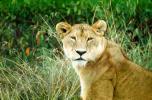mating Lioness, Africa, AMFV01P12_03