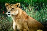 mating Lioness, Africa, AMFV01P12_04
