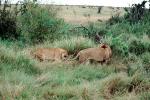 mating Lion and Lioness, Africa, AMFV01P12_05