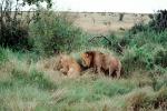 mating Lion and Lioness, Africa, AMFV01P12_06