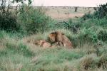 mating Lion and Lioness, Africa, AMFV01P12_07